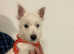 West Highland Terrier x Male