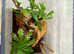 Yunnan Flower Mantis with Starter Setup at Birmingham Reptiles
