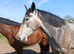 17hh show quality 3 Yr old gelding