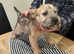 STUNNING WHEATEN TERRIERS