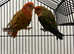 Stunning Beautiful Pair Lovebird,16