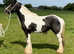 12.2 cob mare