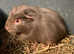 Silver albino fox guibea pig sow 8 weeks