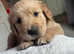 KC Golden retriever puppies