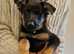 German Shepherd puppies - KC Reg