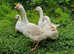 Goslings for sale