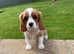 Pedigree cavalier king Charles