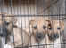 Lurcher pups