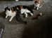 Long furred kittens for sale