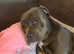 Female American bulldog