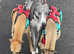 Whippet puppies for sale