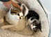 Lovely docile and playful cats