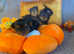 Beautiful small Yorkshire Terrier 2girls Pedigree
