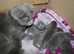 Lovely Beatiful half British shorthair kitty girl