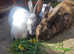 2 Beautiful rabbits for sale