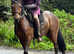 British riding pony