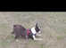 Female boston terrier