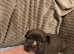 Ready to leave american pocket bully