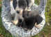 7 adorable cocker jack puppies