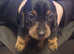 Stunning Dachshund Pups looking for homes
