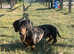 Stunning dapple miniature dachshund dog