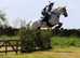 13.2 h gelding