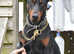 F1b Working Dobermann Puppies
