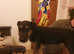 6 months old jagdterrier male