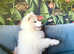 Exceptional KC Samoyed Pups. Happy, Healthy & Ready Now!
