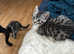 Luxury spotted Egyptian MAU silver kittens TICA & GCCF
