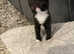 Mixed breed kittens