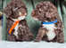 Adorable mini cockapoo's