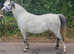 Stunning Welsh sec b proven broodmare or project