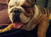 Springador & English Bulldog