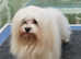 Kc registered lhasa apso male adult