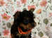 5 generation champion pedigree miniature pups