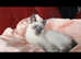 Beautiful ragdoll/Siamese for rehoming