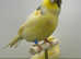 Norwich canaries