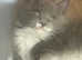Pedigree Maine coon ready to go