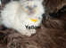 Ragdoll kittens