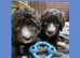 Sheepadoodle puppies ( old English sheepdog x Poodle pups)
