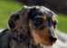 Two female dachshund puppies