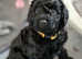 KC registered, DNA/health tested, champions bloodline, 2 black Miniature Poodle boys
