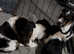 Fox terrier puppies (wire haired)