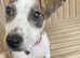 Girl lurcher pup for rehoming beautiful colours and markings