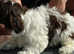 Havanese puppy