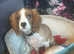 Cavalier King Charles spaniel