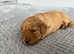 Miniature Labradoodle F1BB