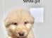 Rare kc reg Isabella white and blue German shepherd pups