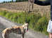 Greyhound to rehome